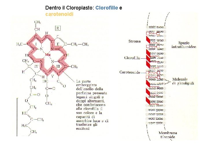 Dentro il Cloroplasto: Clorofille e carotenoidi 