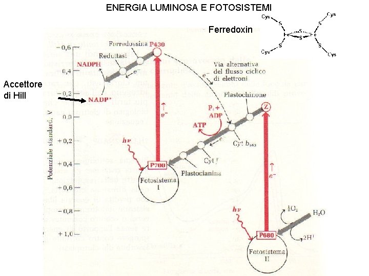 ENERGIA LUMINOSA E FOTOSISTEMI Ferredoxin Accettore di Hill 