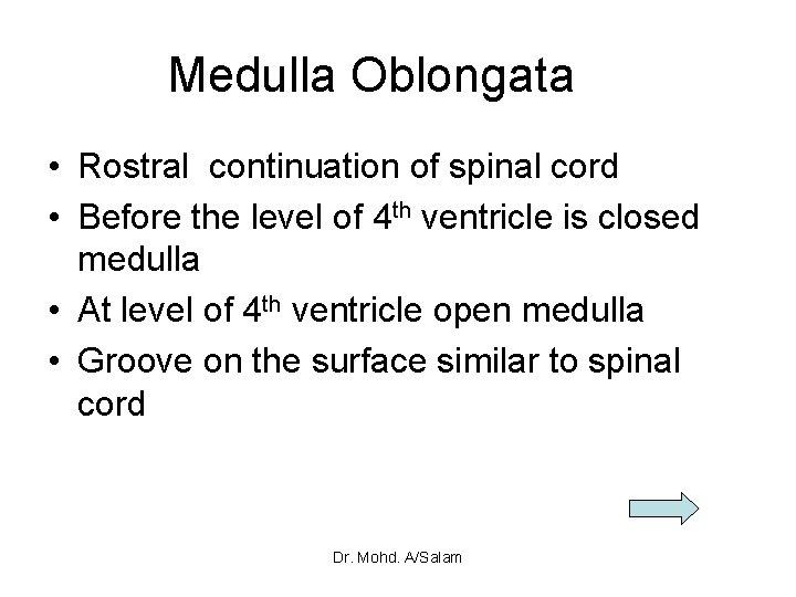 Medulla Oblongata • Rostral continuation of spinal cord • Before the level of 4