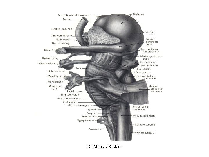 Dr. Mohd. A/Salam 