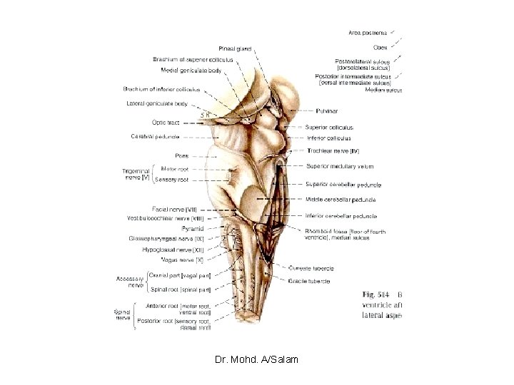 Dr. Mohd. A/Salam 