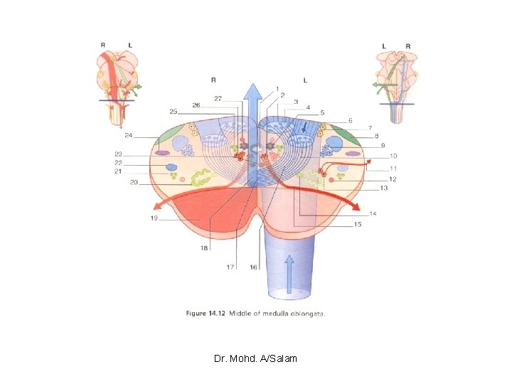 Dr. Mohd. A/Salam 