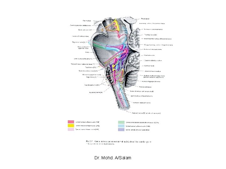 Dr. Mohd. A/Salam 