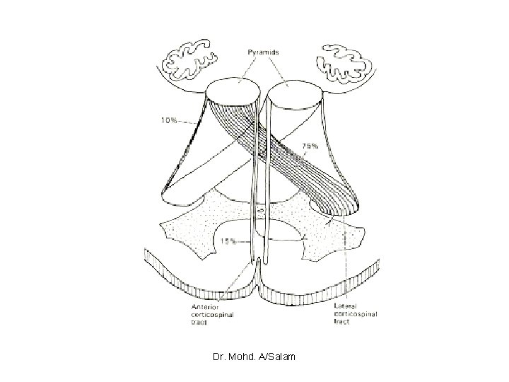 Dr. Mohd. A/Salam 
