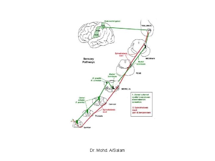 Dr. Mohd. A/Salam 