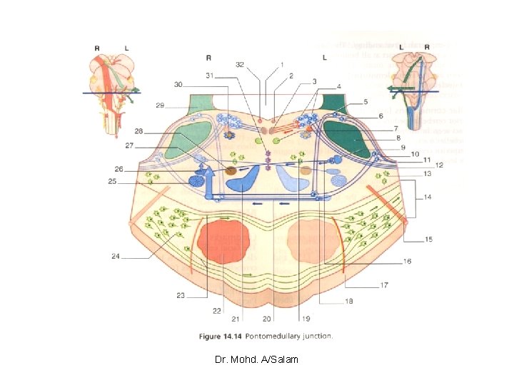 Dr. Mohd. A/Salam 