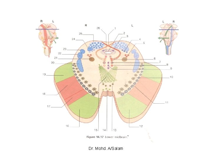 Dr. Mohd. A/Salam 