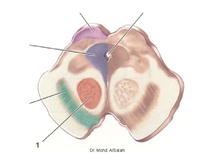 Dr. Mohd. A/Salam 