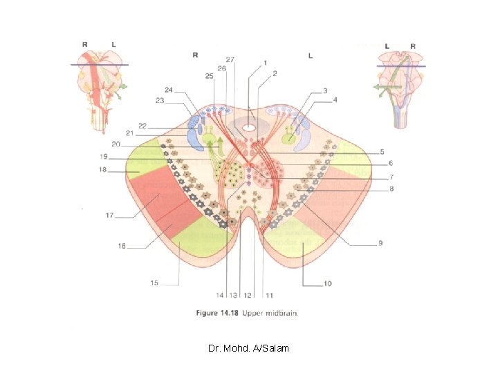 Dr. Mohd. A/Salam 