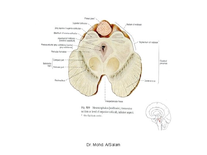 Dr. Mohd. A/Salam 