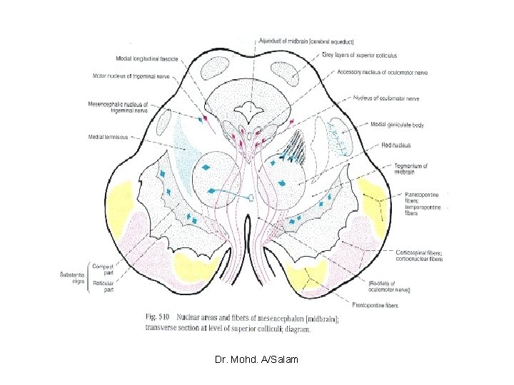 Dr. Mohd. A/Salam 