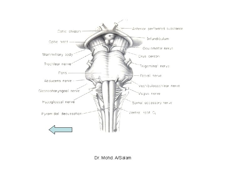 Dr. Mohd. A/Salam 