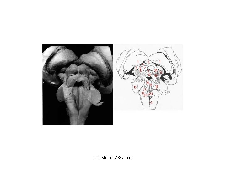 Dr. Mohd. A/Salam 