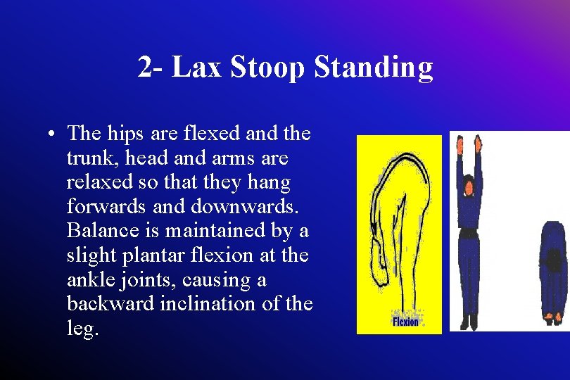 2 - Lax Stoop Standing • The hips are flexed and the trunk, head