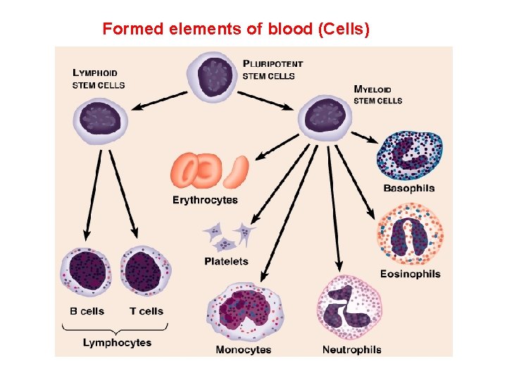 Formed elements of blood (Cells) 