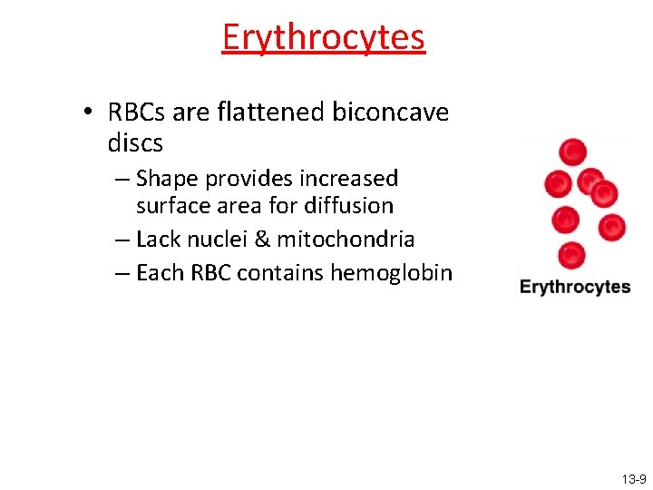 Erythrocytes • RBCs are flattened biconcave discs – Shape provides increased surface area for