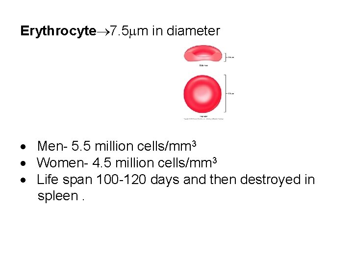 Erythrocyte 7. 5 m in diameter · Men- 5. 5 million cells/mm 3 ·