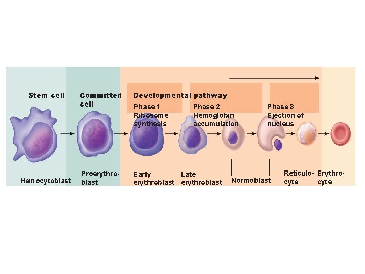 Stem cell Hemocytoblast Committed cell Developmental pathway Proerythroblast Early Late erythroblast Phase 1 Ribosome