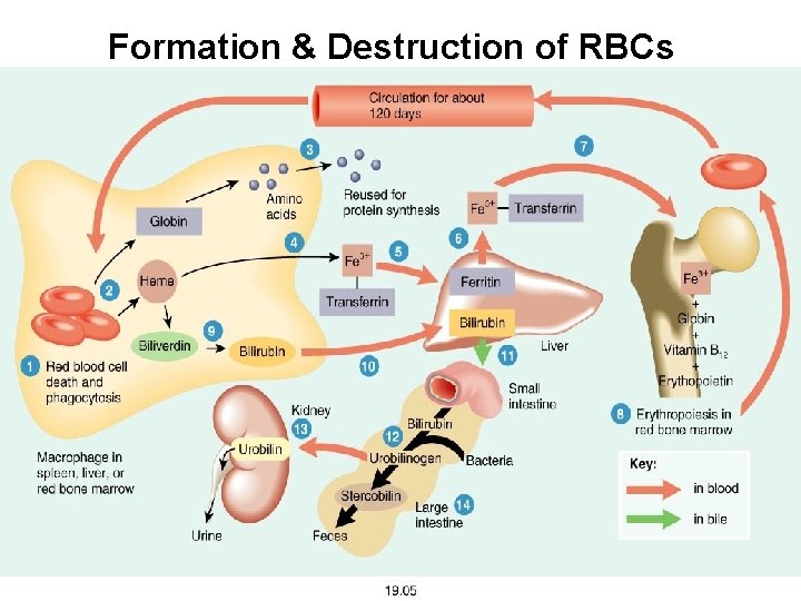 Formation & Destruction of RBCs 