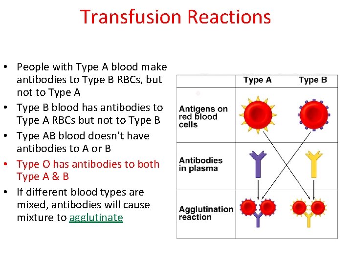 Transfusion Reactions • People with Type A blood make antibodies to Type B RBCs,
