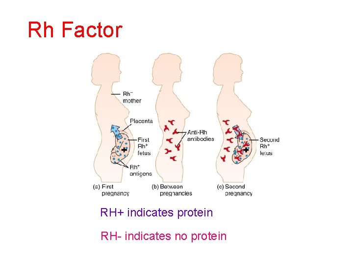 Rh Factor RH+ indicates protein RH- indicates no protein 