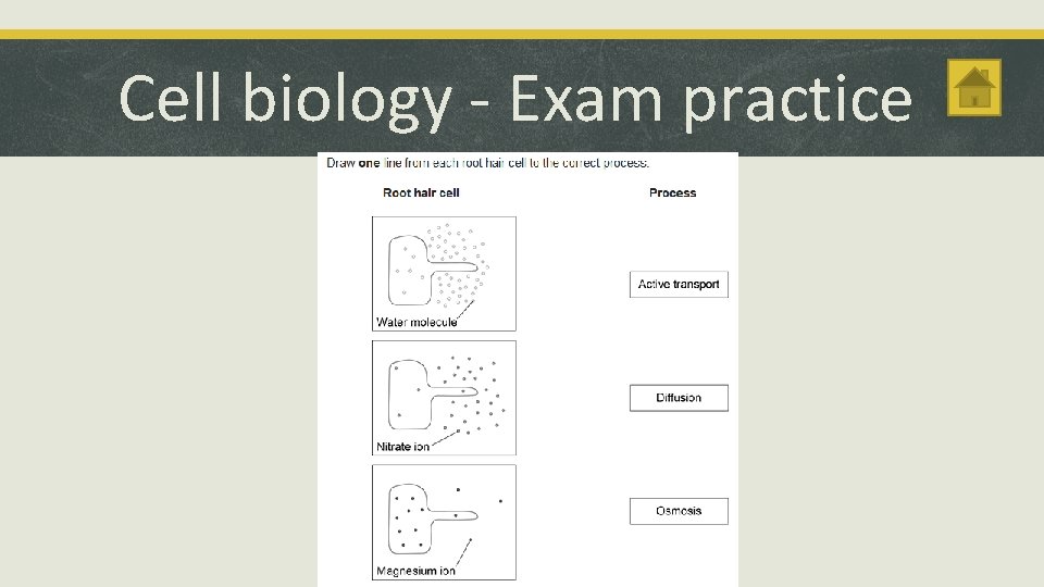 Cell biology - Exam practice 