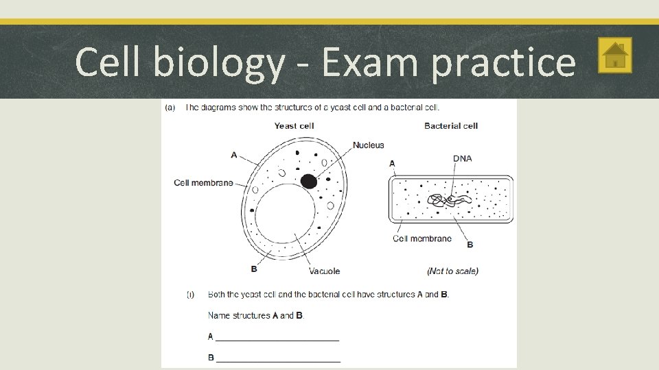 Cell biology - Exam practice 