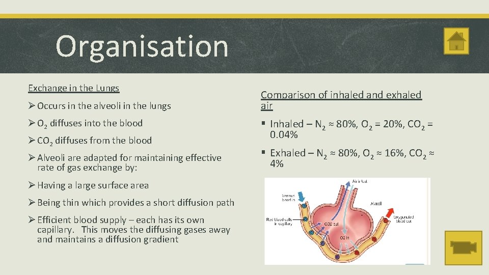 Organisation Exchange in the Lungs Ø Occurs in the alveoli in the lungs Ø