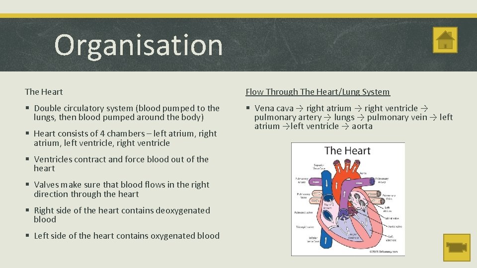 Organisation The Heart Flow Through The Heart/Lung System § Double circulatory system (blood pumped