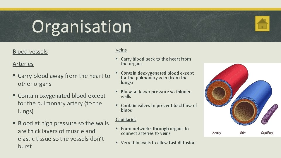 Organisation Blood vessels Veins Arteries § Carry blood back to the heart from the