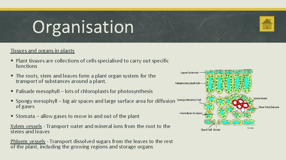 Organisation Tissues and organs in plants § Plant tissues are collections of cells specialised