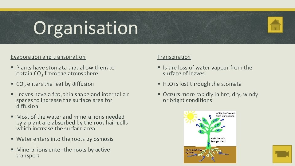 Organisation Evaporation and transpiration Transpiration § Plants have stomata that allow them to obtain