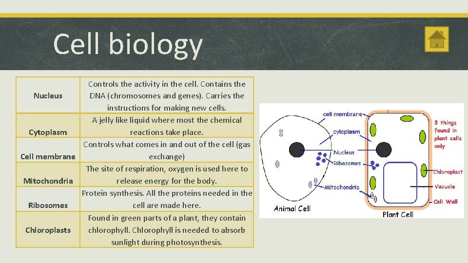 Cell biology Controls the activity in the cell. Contains the Nucleus DNA (chromosomes and