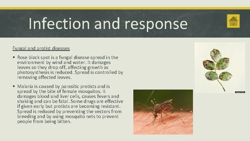 Infection and response Fungal and protist diseases § Rose black spot is a fungal