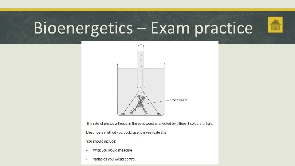 Bioenergetics – Exam practice 