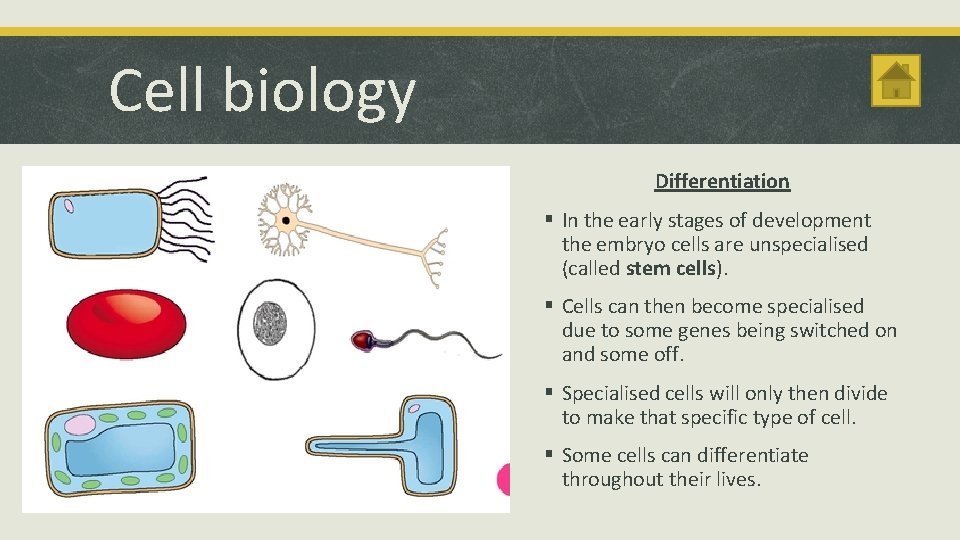 Cell biology Differentiation § In the early stages of development the embryo cells are