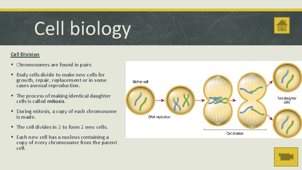 Cell biology Cell Division § Chromosomes are found in pairs § Body cells divide