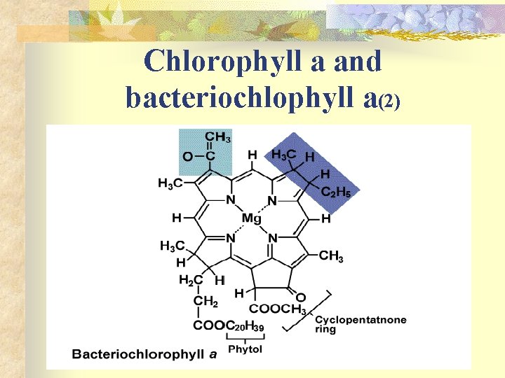 Chlorophyll a and bacteriochlophyll a(2) 