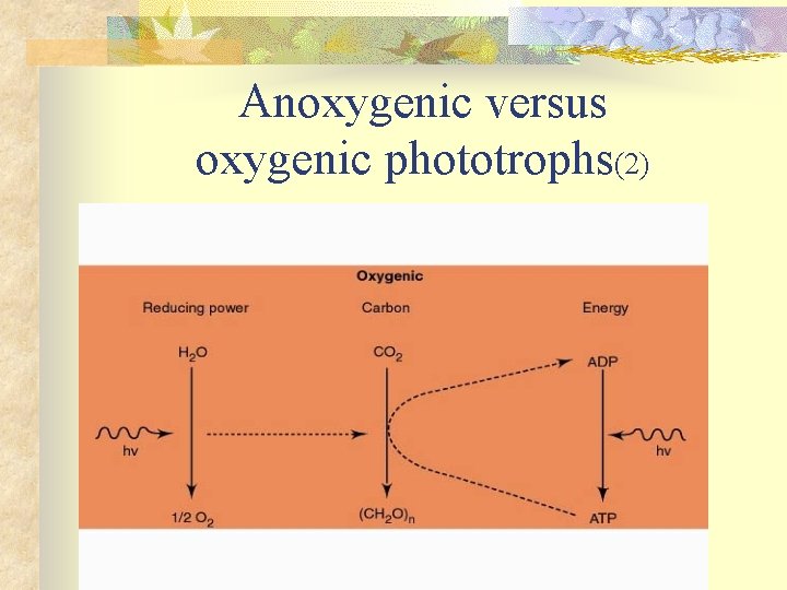 Anoxygenic versus oxygenic phototrophs(2) 