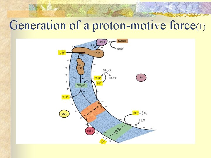 Generation of a proton-motive force(1) 