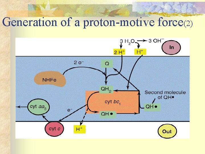 Generation of a proton-motive force(2) 