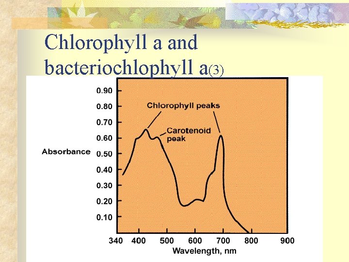 Chlorophyll a and bacteriochlophyll a(3) 