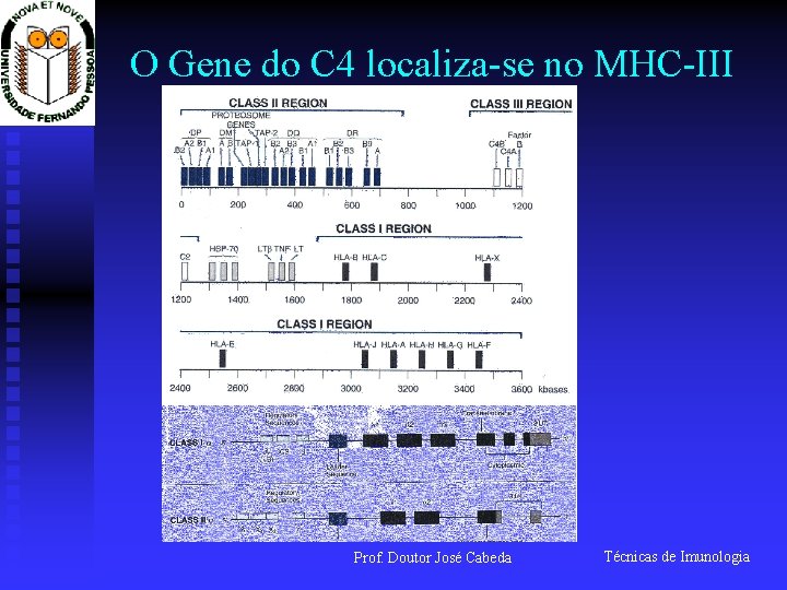 O Gene do C 4 localiza-se no MHC-III Prof. Doutor José Cabeda Técnicas de