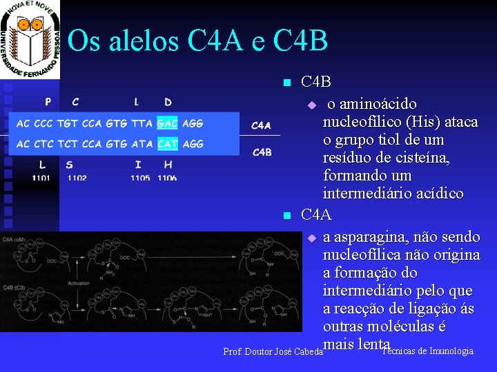 Os alelos C 4 A e C 4 B u o aminoácido nucleofílico (His)