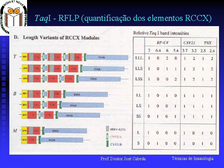 Taq. I - RFLP (quantificação dos elementos RCCX) Prof. Doutor José Cabeda Técnicas de