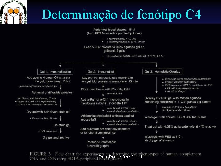 Determinação de fenótipo C 4 Prof. Doutor José Cabeda Técnicas de Imunologia 
