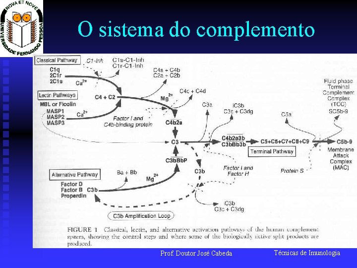 O sistema do complemento Prof. Doutor José Cabeda Técnicas de Imunologia 