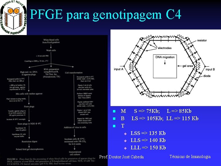 PFGE para genotipagem C 4 n n n M S => 75 Kb; L