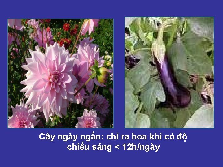 Cây ngày ngắn: chỉ ra hoa khi có độ chiếu sáng < 12 h/ngày