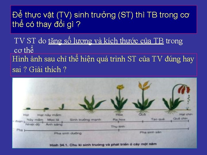 Để thực vật (TV) sinh trưởng (ST) thì TB trong cơ thể có thay